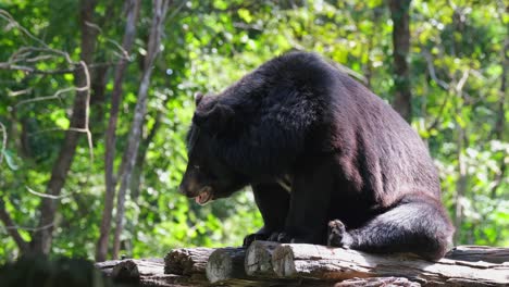 El-Oso-Negro-Asiático,-Ursus-Thibetanus,-Kha-Kaeng-Wildlife-Sanctuary,-Tailandia