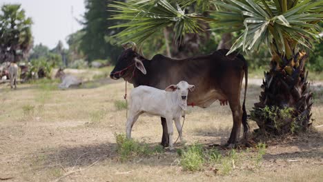 cow and calf standing under a palm tree