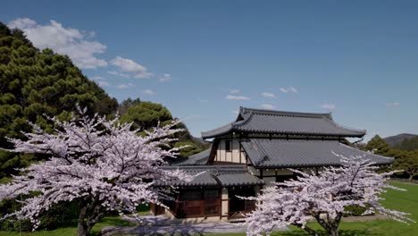 beautiful traditional japanese house with dark gray tiled roof surrounded by cherry trees in full bloom during a sunny spring day with green forest in the background