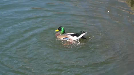 Eine-Aufgeregte-Stockente-Oder-Wildente-Im-Lincoln-Park-Zoo