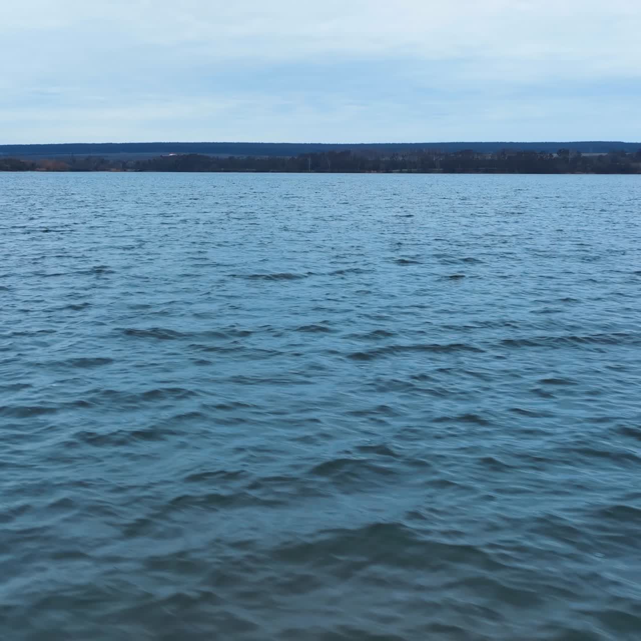 Flock of wild ducks running across the water. Black birds in their natural habitat. Dark water surface background and forest in the horizon