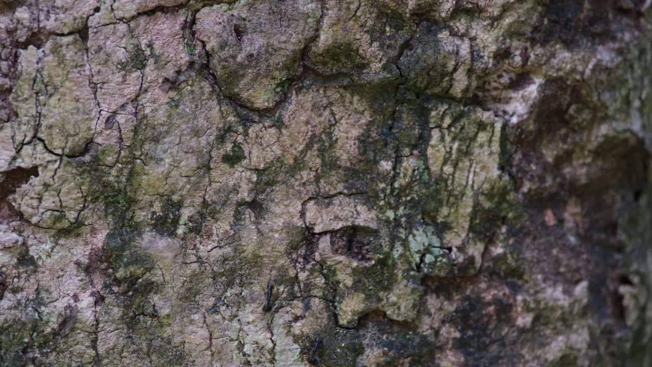 кора дерева, затем муравьи движутся вверх и вниз, когда они приветствуют друг друга без стереотипов, обращаясь друг с другом как с равными, черные муравьи на коре, таиланд