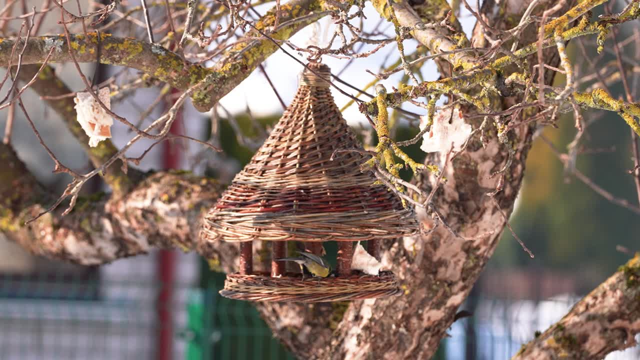 鮮やかな苔と日光に囲まれ、木の枝からぶら下がる手作りの籐の鳥の巣箱の詳細な眺め。穏やかな屋外の環境で、素朴な魅力を完璧に捉えた一枚。