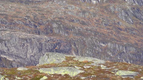 Camera-drone-hovering-above-rock-and-flying-towards-camera-before-passing-close-on-left-side---Drone-flying-in-nature-with-rocky-mountain-wall-in-background---Nesheim-mountain-Vaksdal-Norway