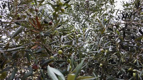 Green-Olives-in-Tree-Branches,-Low-Angle-Close-Up-Detail-Shot