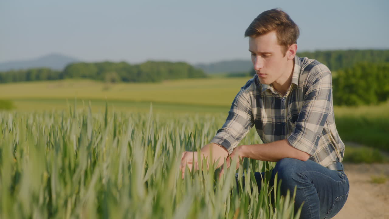 Farmer Examines Green Wheat in Agricultural Field