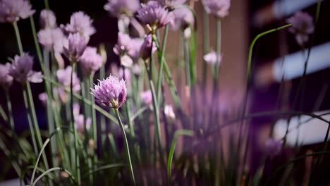 Background-of-pink-flowers-in-the-wild-swaying-with-the-wind-breeze,-cinematic-shot-with-copy-space