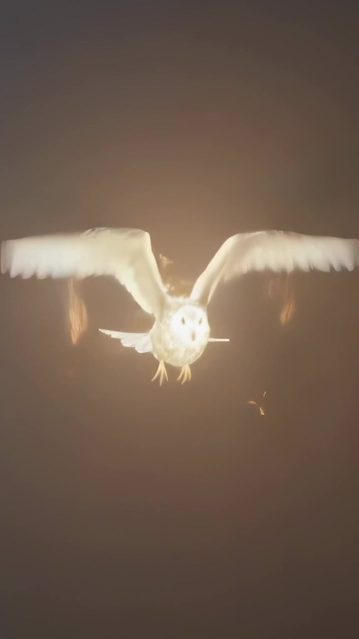 Vertical video: Flapping barn owl approaching camera on dark backdrop, igniting embered wing edges
