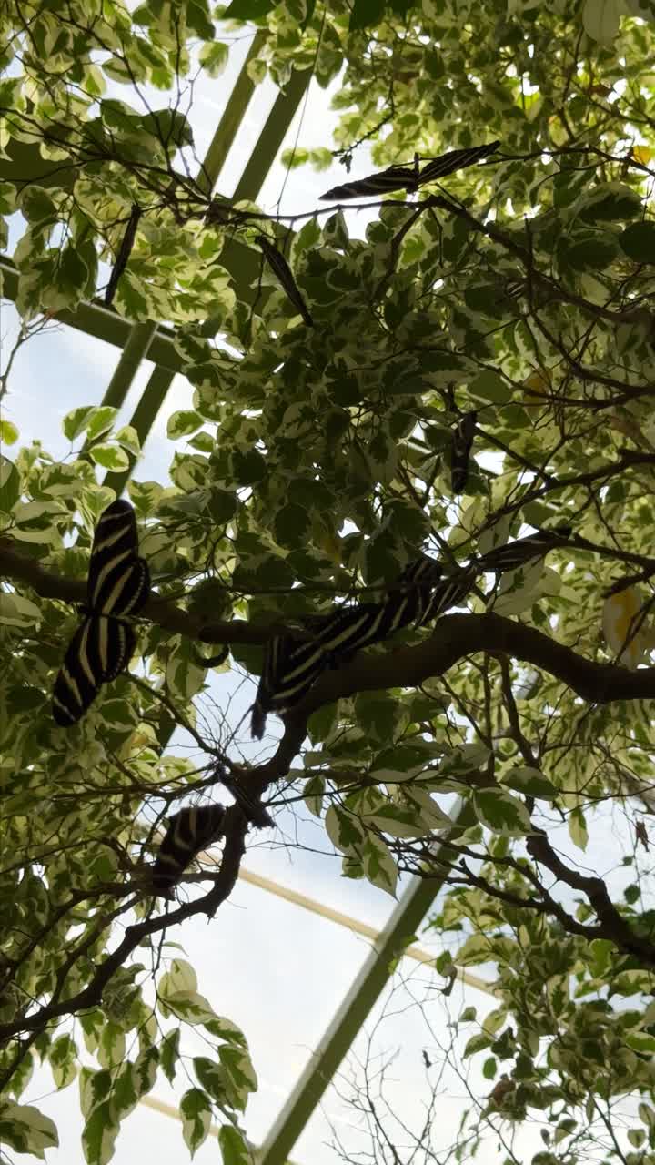 Zebra Longwing Butterfly amid leaves at Chapultepec Zoo, serene nature scene