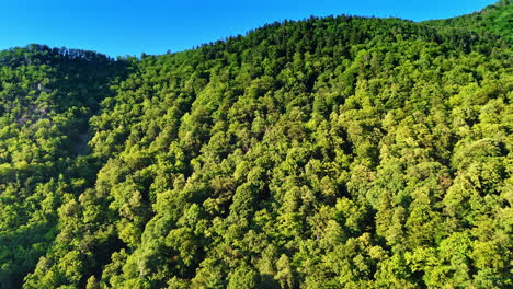 Vibrant green forest beauty. Lush green trees cover the hills under a clear blue sky during a sunny day, showcasing the vibrancy of nature