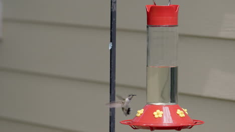 un colibrí vuela hasta un comedero para pájaros en cámara lenta
