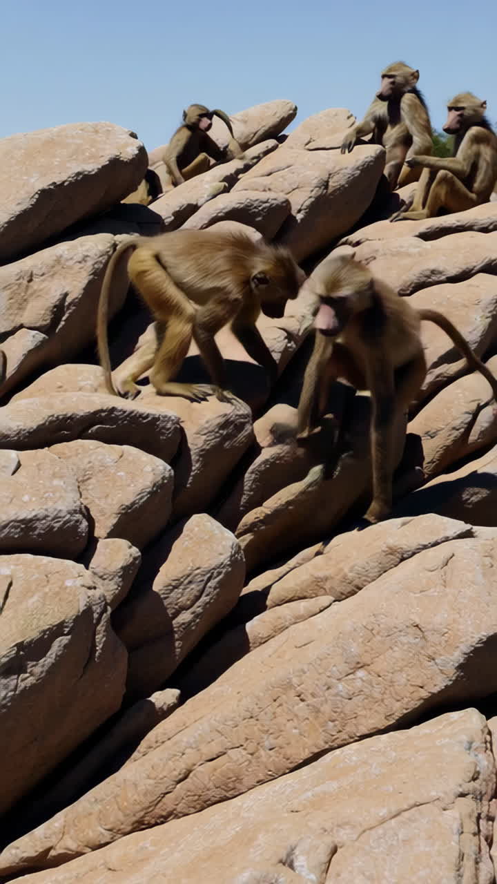 Baboon on Rocks