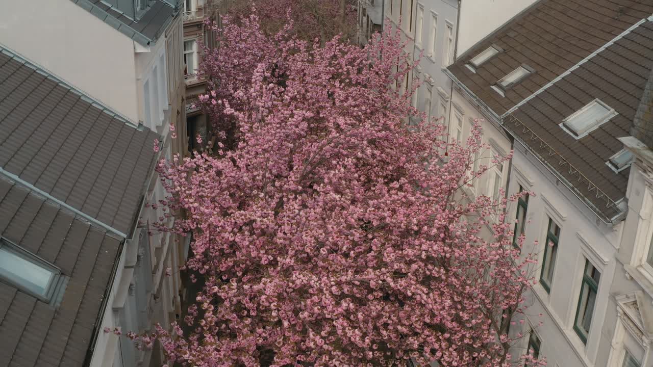 Drone - Aerial drone shot of the Kirschbluete Cherry Blossom in the Heerstraße Heerstreet Breitestraße Bonn 30p