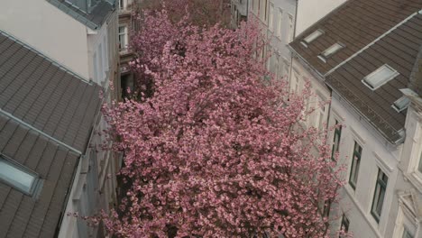 Drohne---Drohnenaufnahme-Aus-Der-Luft-Von-Der-Kirschblauen-Kirschblüte-In-Der-Heerstraße-Heerstraße-Breite-Straße-Bonn-30p