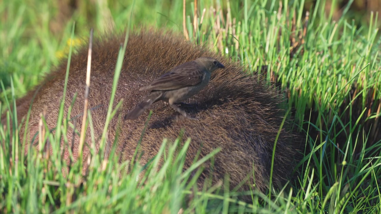 Un piccolo uccello si posa e cerca cibo sul dorso di un capibara nascosto nell'erba alta nelle zone umide di Iberá in Argentina, mostrando un tranquillo momento di vita selvatica simbiotica.