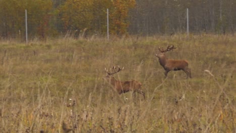 Wilder-Hirschgarten-Im-Herbst