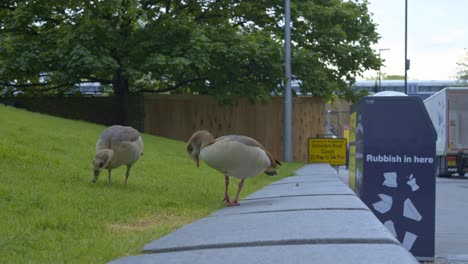 Two-ducks-on-the-grass-in-London-city