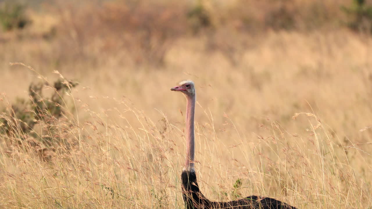alerta de avestruz masai en el hábitat de pastizales en la reserva nacional masai mara, kenia, áfrica