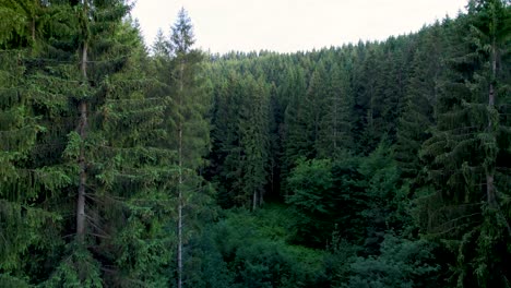 evergreen pine tree forest in germany