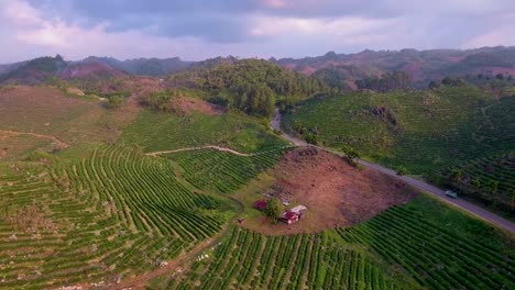 Aerial-over-a-young-coffee-plantation-on-hillsides-in-Coban-Guatemala-3