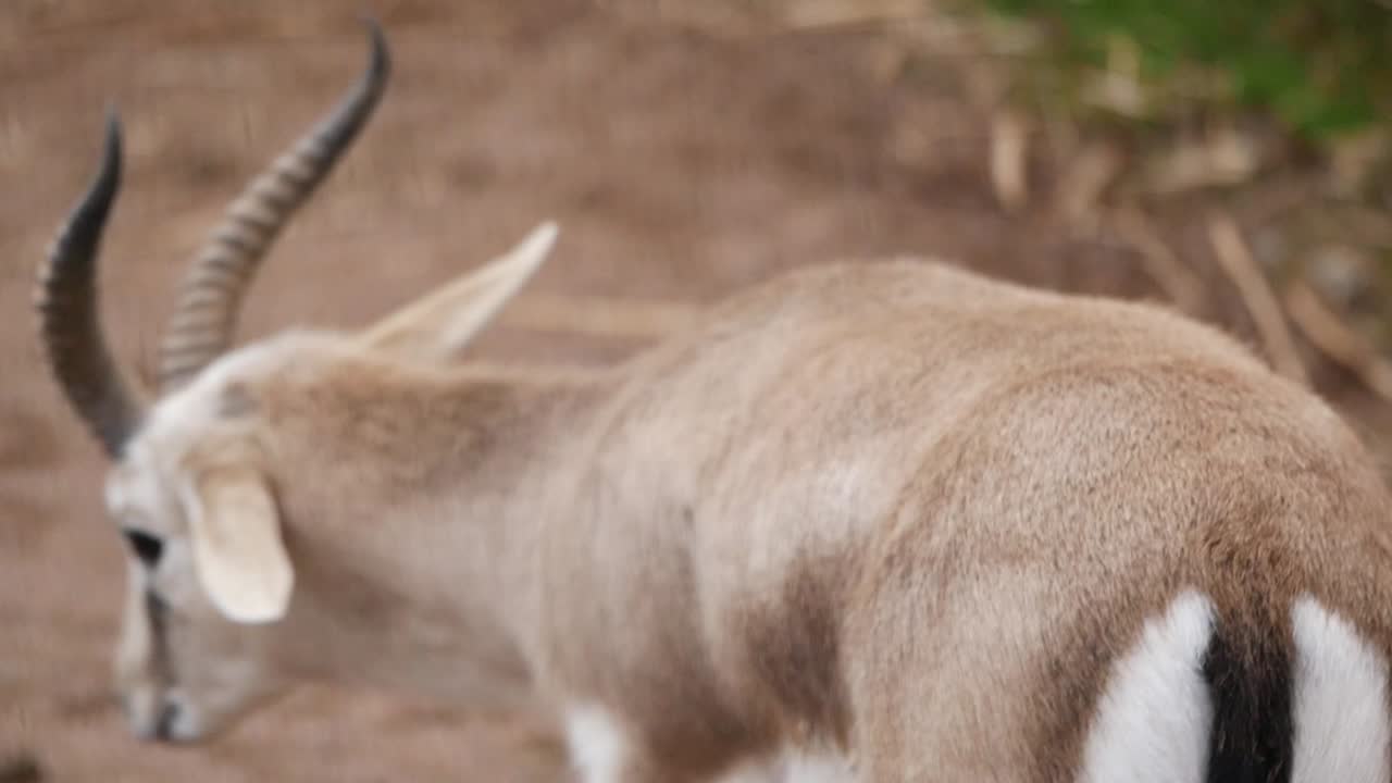Antelope in zoo