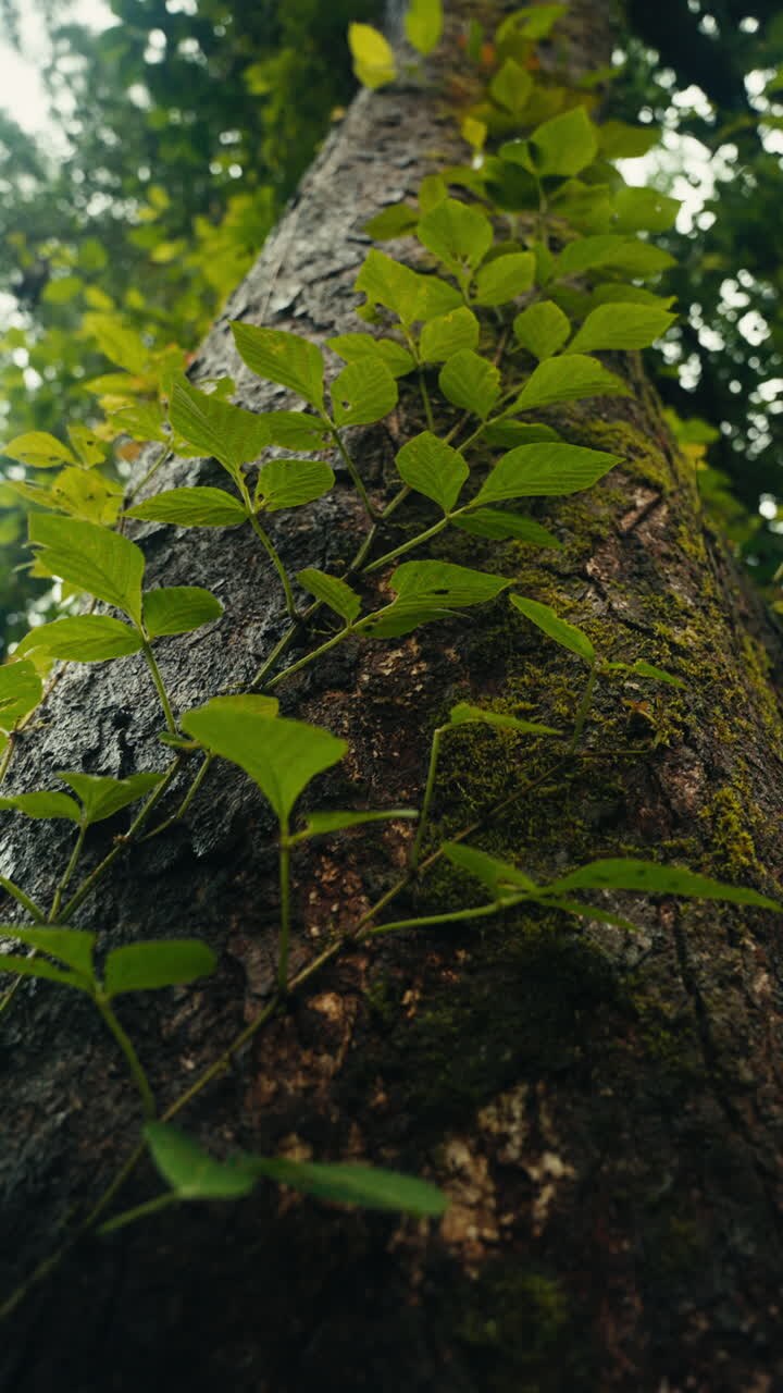 Close-up of Tree Trunk with Climbing Plant