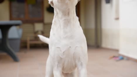 close-up of white boxer dog barking. slow-motion