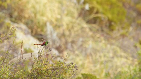 en una brillante mañana soleada cometa de cola roja colibrí pájaro macho encaramado en un pequeño arbusto vuela