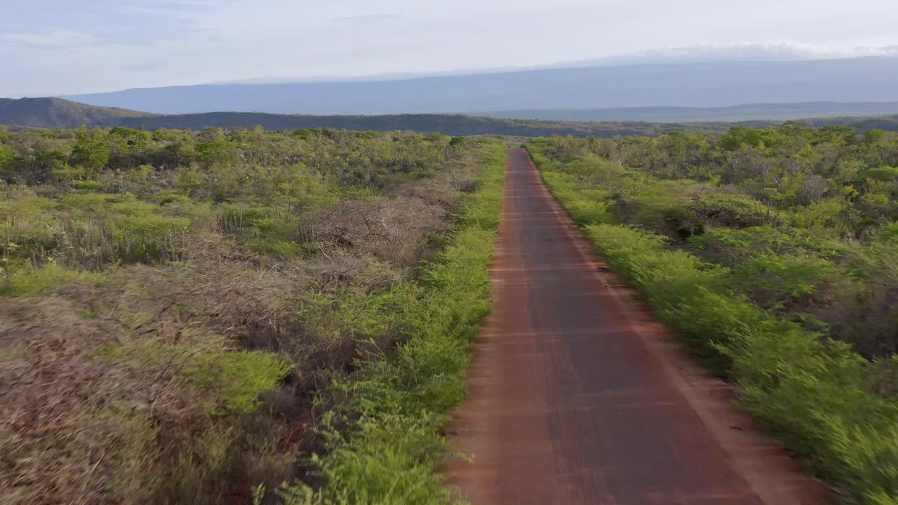 carretera cabo rojo, pedernales의 식물과 덤불로 둘러싸인 공중 비행 시골 도로