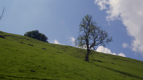 solitary tree on a green hillside under a blue sky