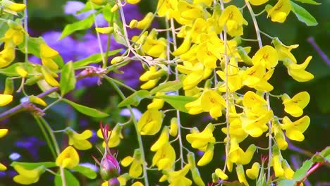 yellow laburnum flowers hanging from a branch of the tree