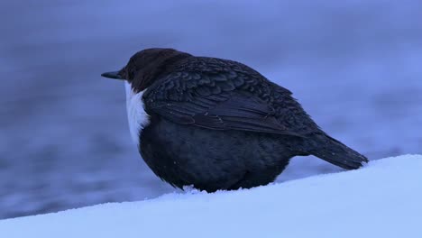 Weißkehlwasseramsel-In-Der-Wintermorgendämmerung,-Im-Hintergrund-Fließt-Ein-Fluss