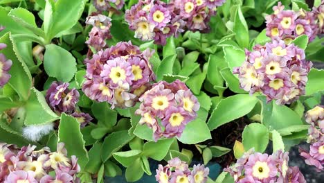 Primula-Auricula,-A-Menudo-Conocida-Como-Auricula,-Prímula-De-Montaña-O-Oreja-De-Oso,-Es-Una-Especie-De-Planta-Con-Flores-De-La-Familia-Primulaceae