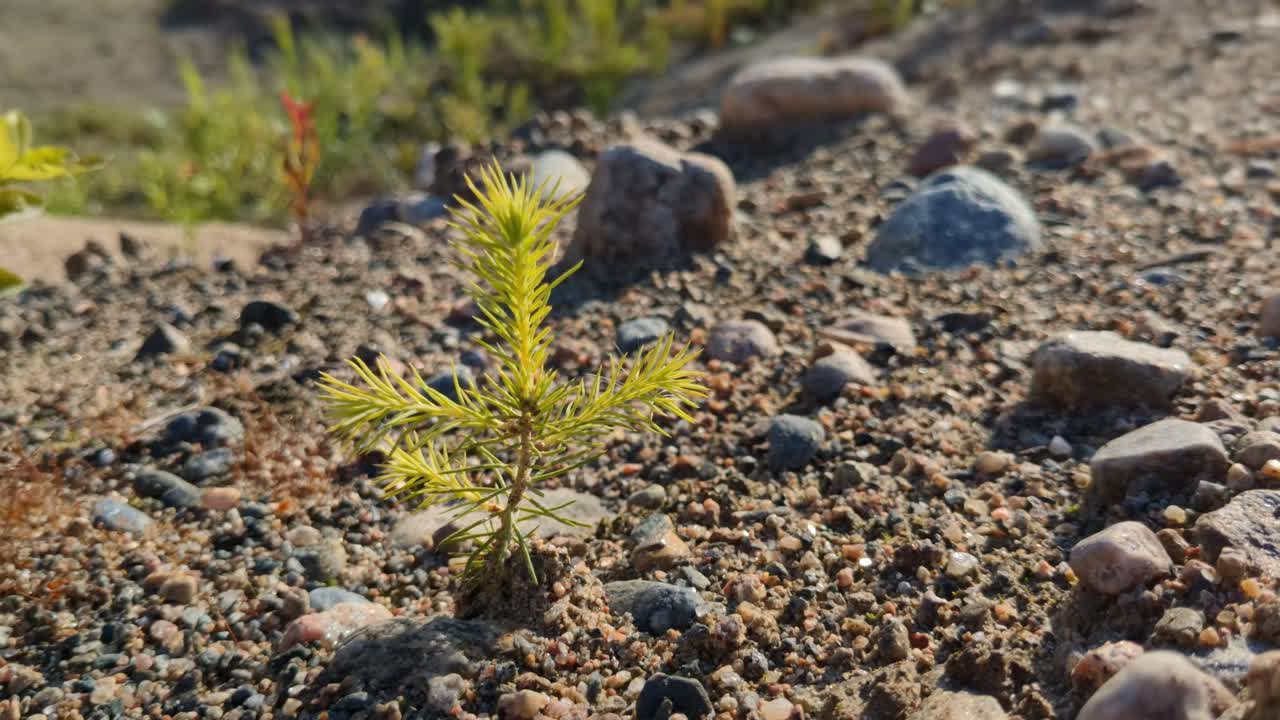Persistent green plant growing from rocky sand, sprout, close up