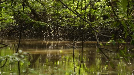 Manglar-De-Borneo-A-Bordo-De-Un-Barco,-Vista-Del-Nivel-Del-Agua,-Atmósfera-Salvaje.