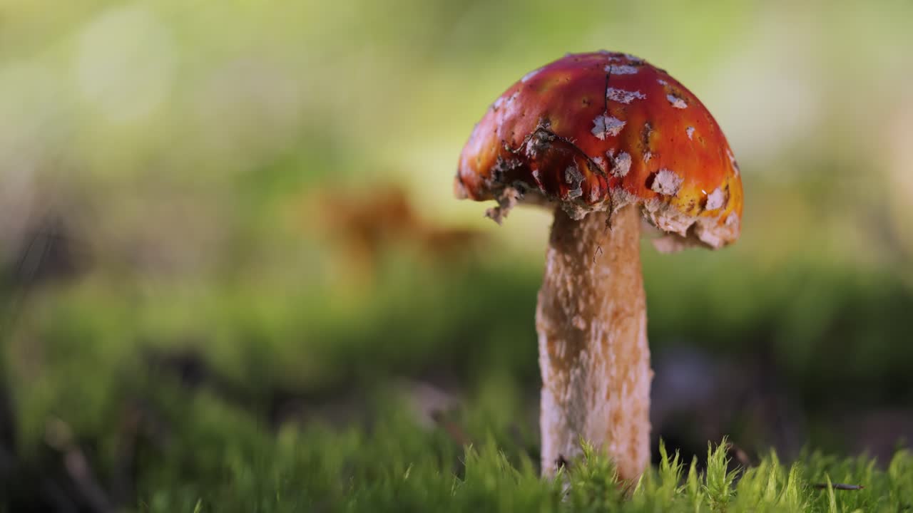 Fly agaric Mushroom In a forest.