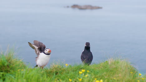 Puffin-Growling-and-flicking-their-head-back-to-attract-a-female-for-breeding