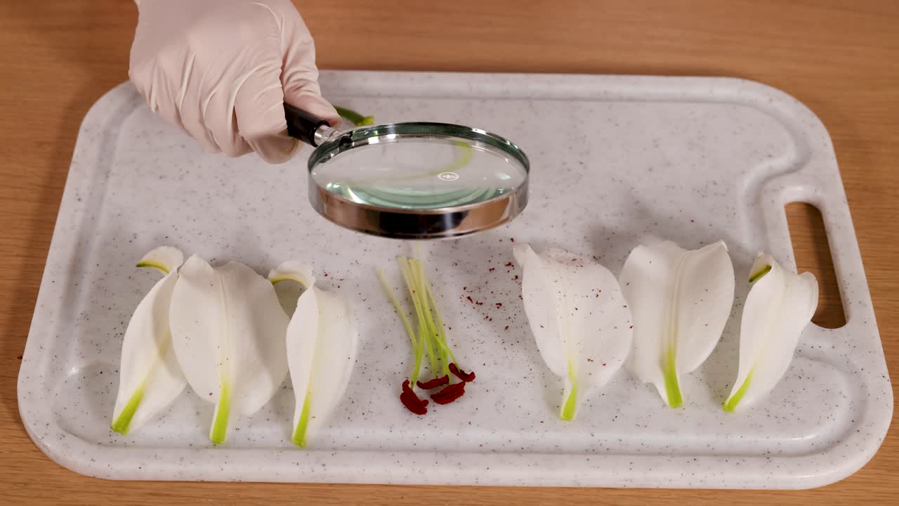 A scientist examines lily petals and stamens with a magnifying glass on a lab tray under bright lighting