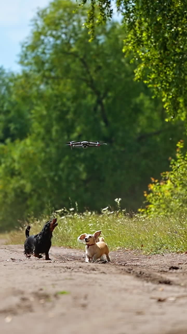 Funny dachshunds and drone. Playful dogs running and jumping on green nature background. Happy pets walking outdoors and bark on the flying drone. Vertical video