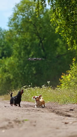 funny dachshunds and drone. playful dogs running and jumping on green nature background. happy pets walking outdoors and bark on the flying drone. vertical video