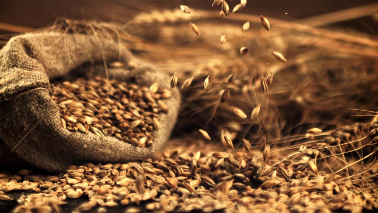 Chicchi di grano dorati che cadono in un sacco di iuta