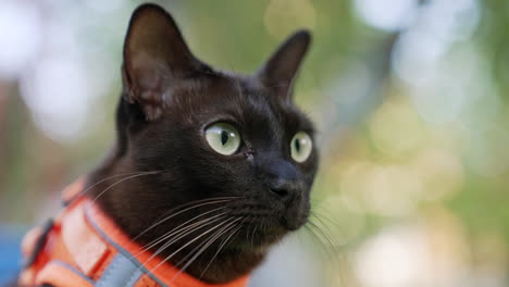 amazing black feline with big green eyes. close up. beautiful domestic cat in orange harness. blurred backdrop.
