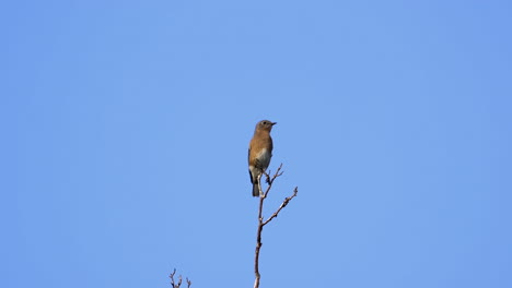 a brown and white colored thrush on a treetop with a blue sky background