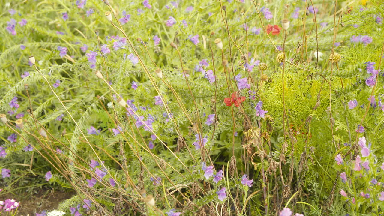 flores moradas y rojas en la pradera de verano en europa