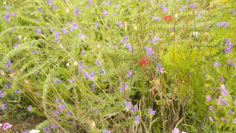 purple and red flowers on summer meadow in europe