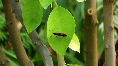 Beautiful-black-orange-colored-butterfly-stands-on-the-leaf-and-moves-its-wings