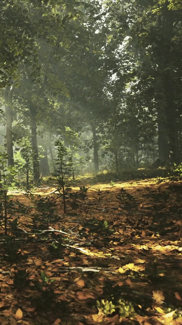 La luce filtra attraverso gli alberi in una foresta durante il giorno.