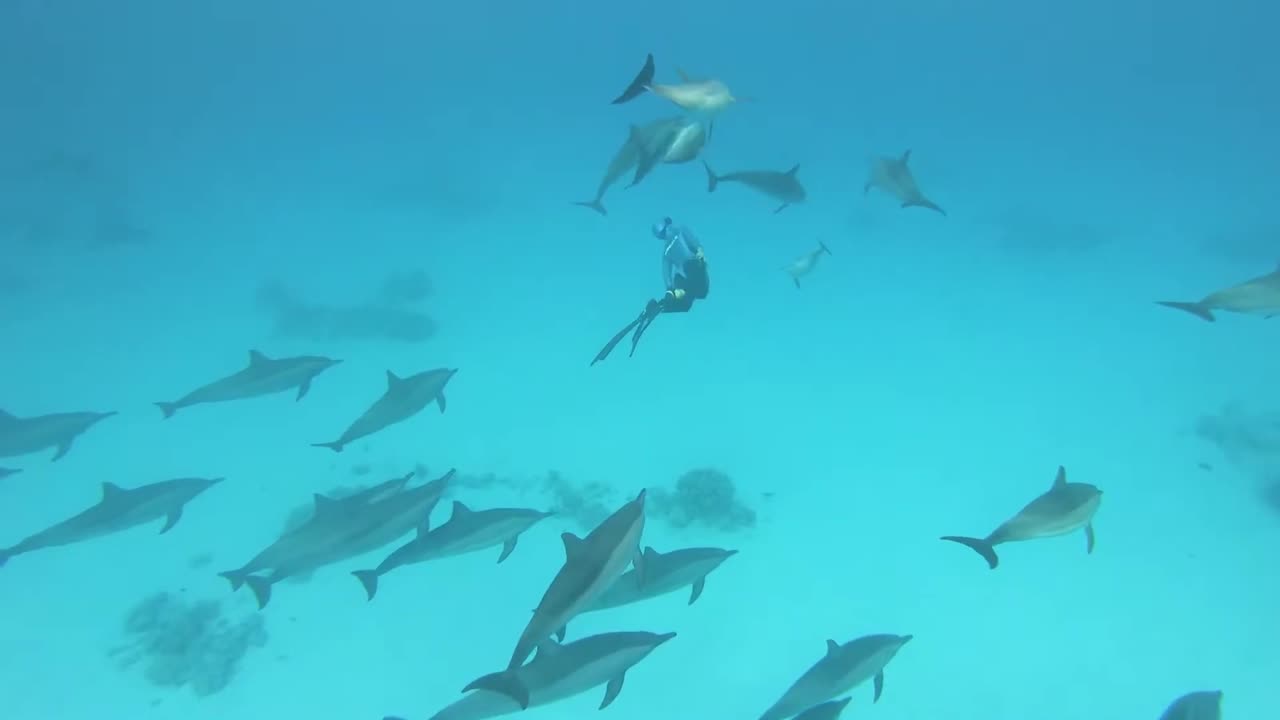 apneístas con delfines mulares en marsa alam, egipto, mar rojo