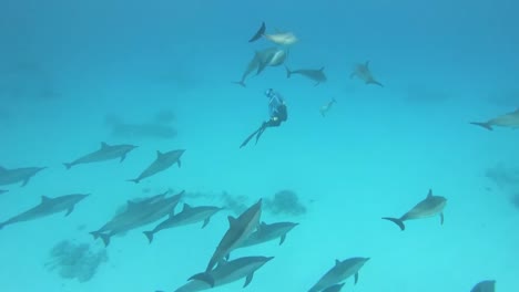 apneístas con delfines mulares en marsa alam, egipto, mar rojo