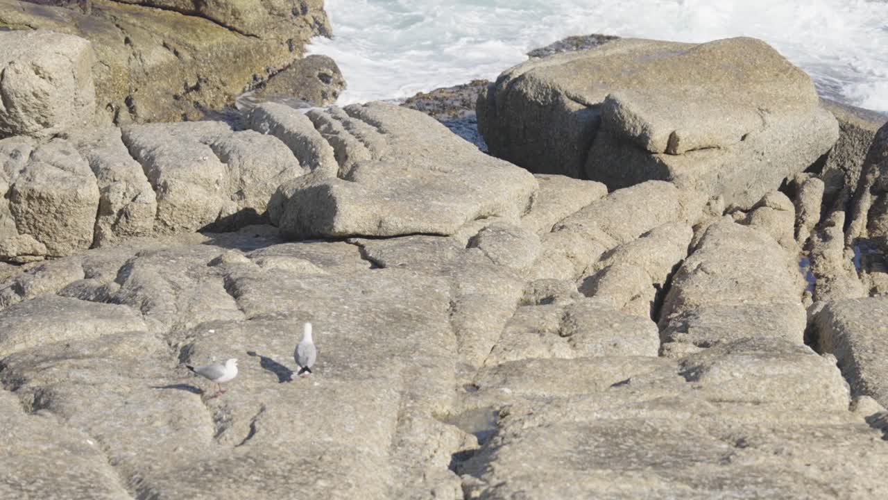 Måger går på klipperne i Sea Point, Cape Town.